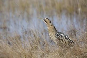 Eurasian Bittern (Botaurus stellaris), Burgenland, Austria