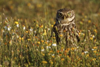 Little Owl (Athene noctua), Seville, Spain