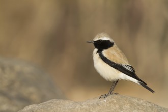 Desert Wheatear (Oenanthe deserti), Oman
