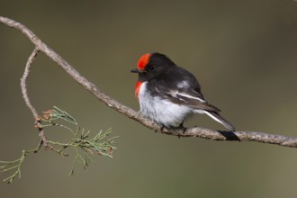 Red-capped Robin (Petroica goodenovii) male, New South Wales, Australia