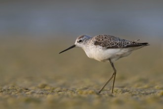 Marsh Sandpiper (Tringa stagnatilis), Oman