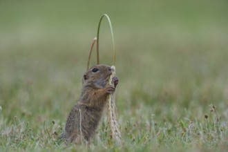 European Ground Squirrel (Spermophilus citellus) foraging in meadow, Austria