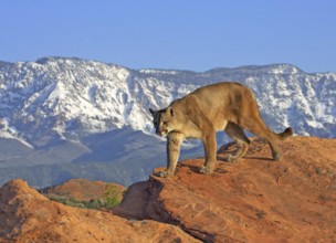 Mountain Lion (Puma concolor) male patrols the highlands, Utah, USA