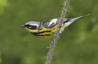 Magnolia Warbler (Setophaga magnolia), Alberta, Canada