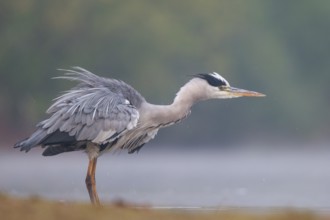 Grey Heron (Ardea cinerea), North Rhine-Westphalia, Germany