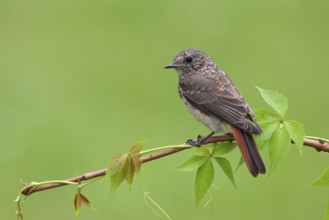 Common Redstart (Phoenicurus phoenicurus) juvenile, Berlin, Germany