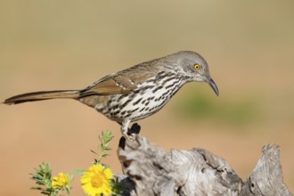 Long-billed Thrasher (Toxostoma longirostre), Texas, USA
