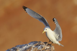 Black-legged Kittiwake (Rissa tridactyla), Schleswig-Holstein, Germany