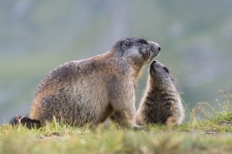 Alpine Marmot (Marmota marmota) adult with young, High Tauern National Park, Carinthia, Austria