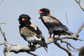 Bateleur (Terathopius ecaudatus), Tsavo East National Park, Kenya