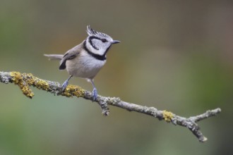 European Crested Tit (Lophophanes cristatus) perched on a branch, Netherlands
