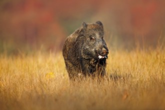 Big Wild boar, Sus scrofa, running in the grass meadow, red autumn forest in background