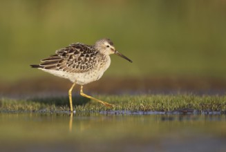 Stilt Sandpiper (Calidris himantopus), Ohio, USA