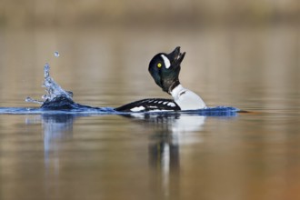Barrow's Goldeneye (Bucephala islandica) male mating, British Columbia, Canada