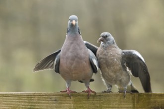 Common Wood Pigeon (Columba palumbus) juvenile, Rhineland-Palatinate, Germany