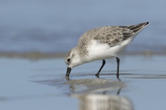 Sanderling (Calidris alba) foraging, Victoria, Australia