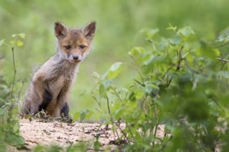 Red Fox (Vulpes vulpes) puppy sitting in front of den, Saxony-Anhalt, Germany