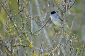 Eurasian Blackcap (Sylvia atricapilla) male perched on a twig, Andalusia, Spain