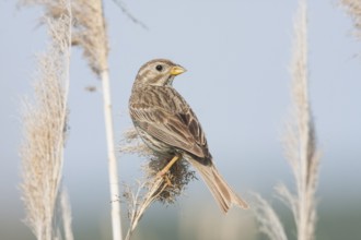 Corn Bunting - Grauammer - Miliaria calandra ssp. calandra, Croatia, adult