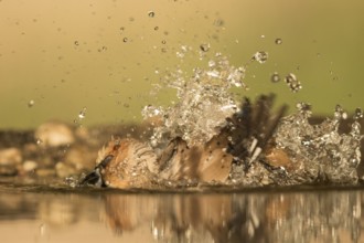 Hawfinch (Coccothraustes coccothraustes) male bathing, Serbia
