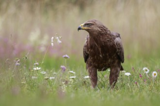 Lesser Spotted Eagle (Clanga pomarina) on grassland, Poland