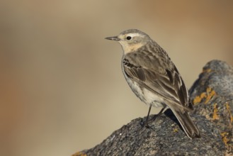 Water Pipit - Bergpieper - Anthus spinoletta ssp. blakistoni, Kyrgyzstan, adult
