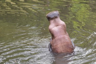 An adult male hippopotamus (Hippopotamus amphibius) shows aggression and defends its territory