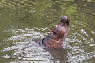 An adult male hippopotamus (Hippopotamus amphibius) shows aggression and defends its territory