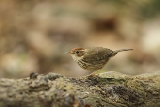 Puff-throated Babbler (Pellorneum ruficeps), Bueng Boraphet, Thailand