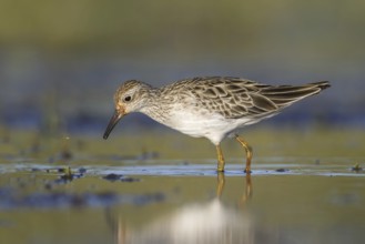 Sharp-tailed Sandpiper (Calidris acuminata), Victoria, Australia