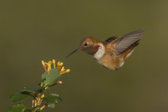 Rufous Hummingbird (Selasphorus rufus) male, California, USA