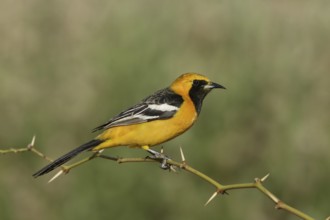 Hooded Oriole (Icterus cucullatus) male, California, USA