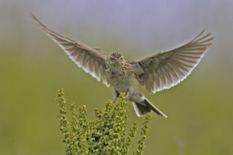 Eurasian Skylark (Alauda arvensis), North Rhine-Westphalia, Germany