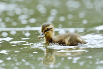 Mallard (Anas platyrhynchos), swimming chick, North Rhine-Westphalia, Germany