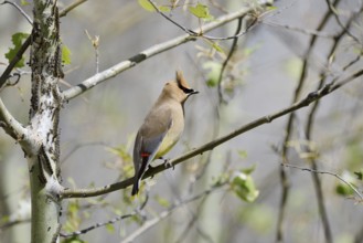 Cedar Waxwing (Bombycilla cedrorum), Waterton Lakes National Park, Alberta, Canada