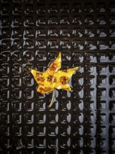 A vibrant yellow leaf rests peacefully on a black textured surface, glistening with raindrops and