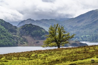 Farms and Mountains over Ullswater Lake, Lake District National Park, Cumbria, England, United
