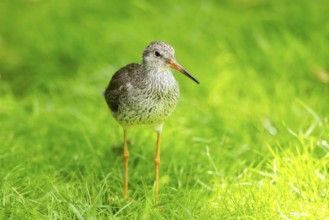 Ruff (Calidris pugnax) female standing on a meadow, captive, Zoo Augsburg, Germany