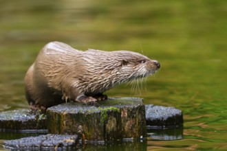 Eurasian otter (Lutra lutra) on an old tree trunk in the water, Bavaria, Germany