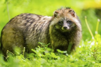 Common raccoon dog (Nyctereutes procyonoides) standing in the grass, Bavaria, Germany