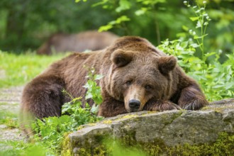 Brown bear (Ursus arctos) lying on a rock, Bavaria, Germany