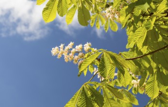 Blossom of the white horse chestnut (Aesculus hippocastanum), Saxony, Germany