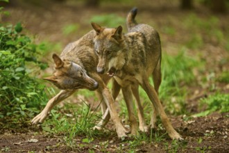 Two wolves play and fight energetically in the forest, Wolf (Canis Lupus), Germany