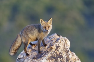 Red fox (Vulpes vulpes) in early morning light on a rock, Sierra de San Pedro, Extremadura, Spain