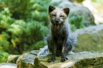 A relaxed fox sits on a stone in the forest and appears cheerful, Arctic fox, (Alopex lagopus)