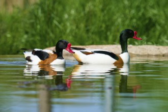 Two swimming ducks with red beaks in green water, shelduck (Tadorna tadorna), spring, France