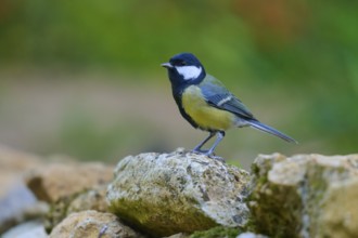 Great tit (Parus major), on a stone in a natural environment, in vivid shades of green and black,