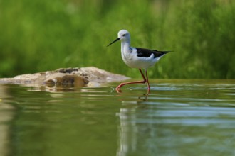 A black and white long-legged bird stands in shallow water, green nature in the background, Black