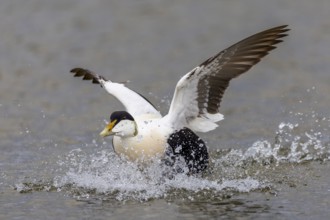 Common Eider (Somateria mollissima), drake landing on the water, reflection, duck birds (Anatidae),