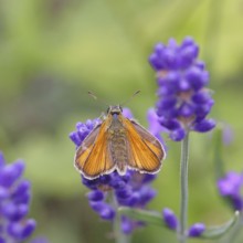 Large skipper (Ochlodes venatus), collecting nectar from a flower of Common lavender (Lavandula
